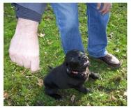 kleiner hund gro�er mensch